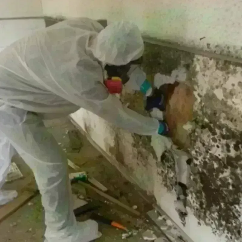 Mold Remediation and Removal in Jasper, GA